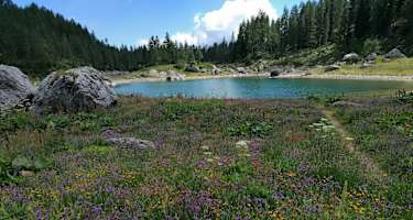nahe und südlich der Koča pri Triglavskih jezerih: Blumen im Hochsommer, im Hintergrund der Dvojno jezero
