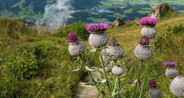 Etwas unterhalb des Kitzbüheler Horns befindet sich der schöne Alpenblumengarten.
