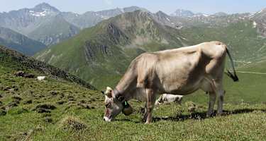 Friedlich grast die Kuh