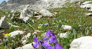 Wunderschöne Alpenflora in den Allgäuer Alpen