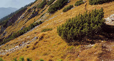 Der Gipfel des Gamssteins von Nordosten.