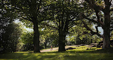 Am Castelfelder stehen uralte Bäume.