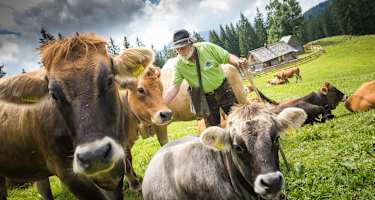 Auf der Hollensteinalm