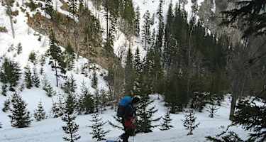 Abzweigung vom Forstweg in den Hoyosgraben