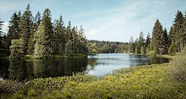 Moorsee Etang de la Gruère morgens