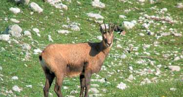 Kalkalpenweg - Etappe 8: Von der Dümlerhütte zur Zellerhütte
