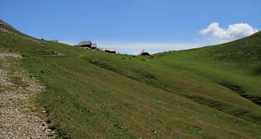 Auf der Feistritzer Alm