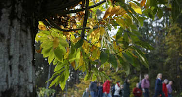 Kastanienerlebnisweg