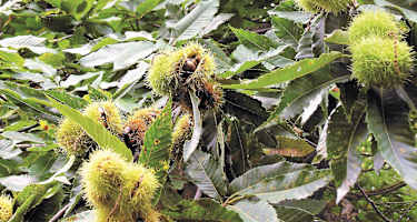 Auf dem Rundweg begleiten viele Kastanien den Wanderer.