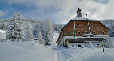 Kelchalm im Winter