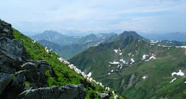 Aussicht auf die Kitzbüheler Alpen und grasende Schafe