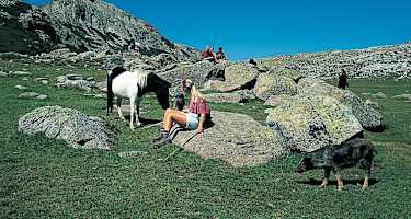 Pferde grasen friedlich auf den Weiden.