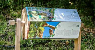 Leitacher Weinwanderweg Klausen