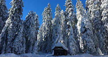 Hohe Fichten säumen die Steinwaldspur.