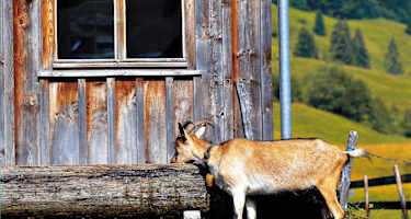 Ziegen auf der Ziegenalpe