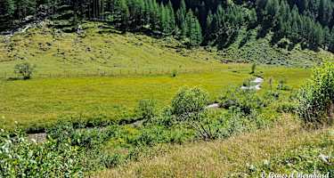 Moore verschiedenster Art gehören als empfindliche Ökosysteme zu den gefährdeten Lebensräumen in Österreich.