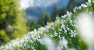 Narzissenwiese Bärental