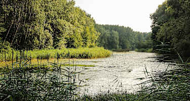 Donau-Seitenarm in der Stopfenreuther Au