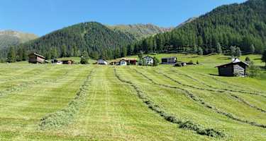 Jenisberg mit Silage