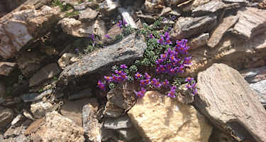Alpenleinkraut zwischen den Felsen