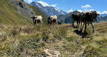 Alp Cavreccia Settimo