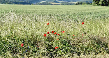 Wald- und Wiesenlandschaft auf dem Pfälzer Höhenweg