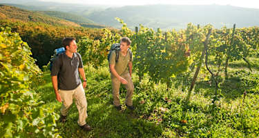 Weinberge bei Obermoschel