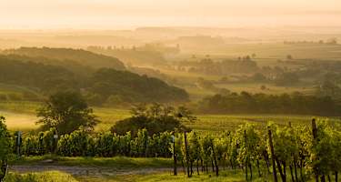 Morgennebel bei Gleiszellen-Gleishorbach