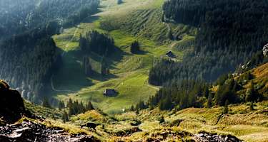 Steinböcke am Pilatus