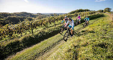 Unterwegs am R12: Weinberge in der Steiermark