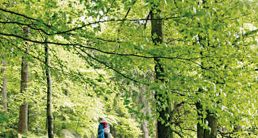 Durch den Wald geht es steil hinauf Richtung Räuber-Heigl-Höhle.