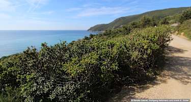 Am Weg 250 flach an vielen privaten Hauszufahrten weiter Via Laconella und Capo Fonza