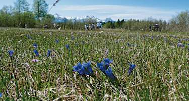 Ende April kann man in einer Feuchtwiese den Stengellosen Enzian bestaunen.