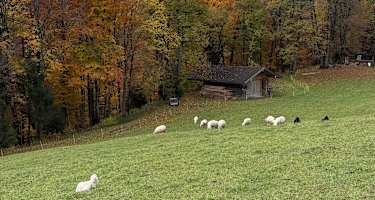 Schafe weiden vor der Pfeifferalm, im Hintergrund das Wettersteinmassiv.