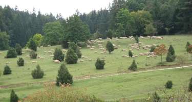 Albschäferweg - Etappe 8: Von Nattheim bis Neresheim