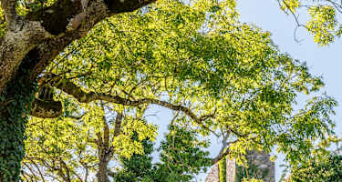 Hegauer Kegelspiel: Hohentwieler