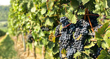 Neckenmarkt zählt zur Weinbauregion des Blaufränkischland
