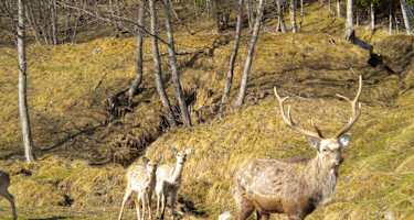 Wildpark Schlögelberger