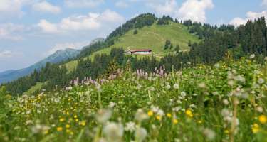 Auf dem Weg zum Falken