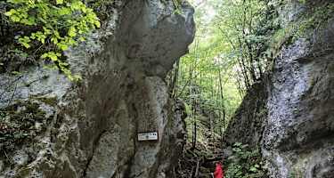 Person mit roter Jacke steht am Eingang der Steinwandklamm mit steil aufragenden Felswänden vor grünem Buchenwald.