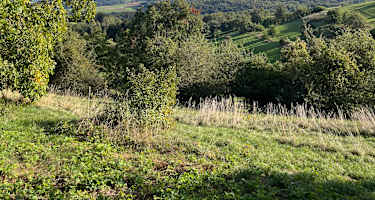 Hegauer Kegelspiel: Stettener Panoramaweg