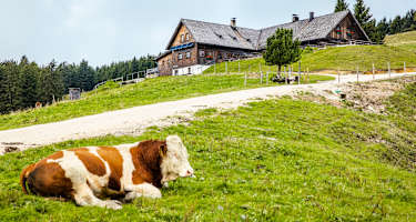 Die Stoißer Alm liegt unterhalb des 1.334 Meter hohen Teisenbergs.