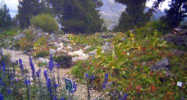 Alpengarten am Schachen