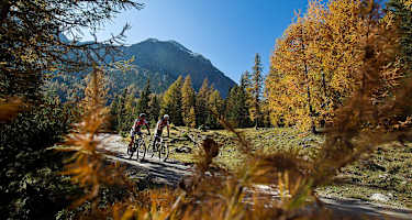 Die Tour führt durch lichte Lärchenwälder.