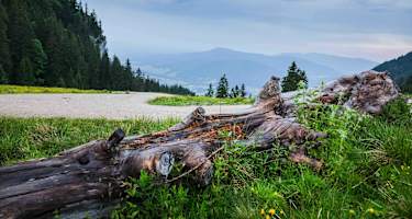 Auf dem Weg auf den Unternberg bei Ruhpolding