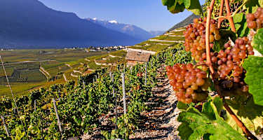 Vom Weinstock zum Berggipfel