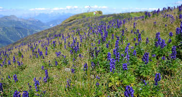 Blauer Eisenhut in Hülle und Fülle am Frauenkogel - Achtung: ganze Pflanze sehr giftig.