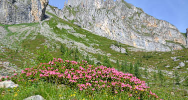 Almrosenblüte im Igltalalmgebiet, im Hintergrund der Sandkogel