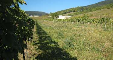 Der Cobenzl (382 m) ist eine ringsum freie Aussichtsterrasse mit Restaurant, Stadtheurigem und einer Bushaltestelle der Linie 38 A (Grinzing Kahlenberg – Leopoldsberg). Es lohnt sich, auf das weite Häusermeer Wiens herabzuschauen!