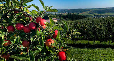 Äpfel aus dem Thermen- und Vulkanland Steiermark